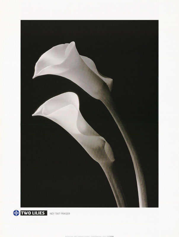 TWO LILIES by NEY TAIT FRASER - LW2G