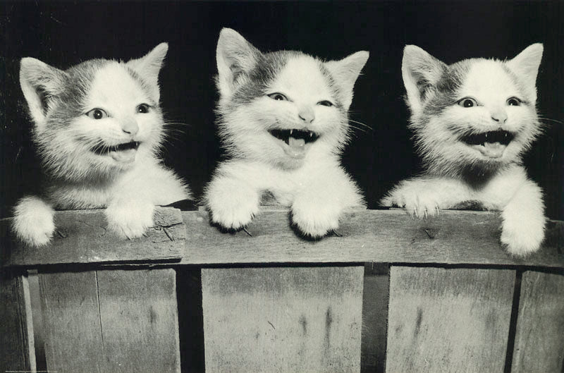ANIMALS - ALL TOGETHER (3 cats) - POSTER LW28Z