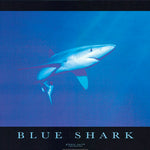 BLUE SHARK POSTER