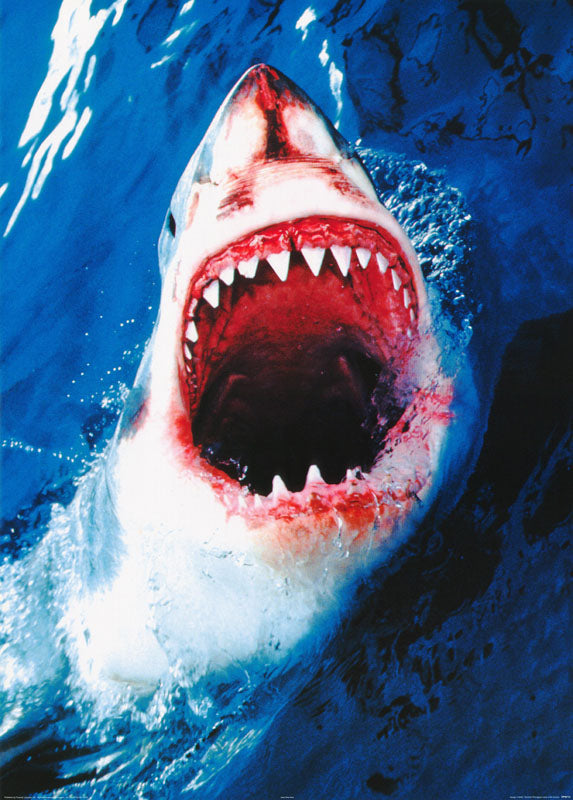 ANIMALS-GREAT WHITE SHARK - POSTER LW11L