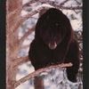 OUT on a LIMB (bear) POSTER