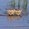 TIGERS in water POSTER
