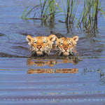 TIGERS in water POSTER