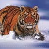 tiger in snow POSTER LW11T