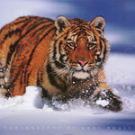 tiger in snow POSTER LW11T