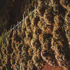 HANGING BUDS POSTER