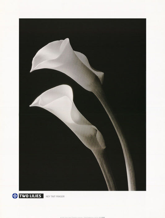 TWO LILIES by NEY TAIT FRASER - LW2G