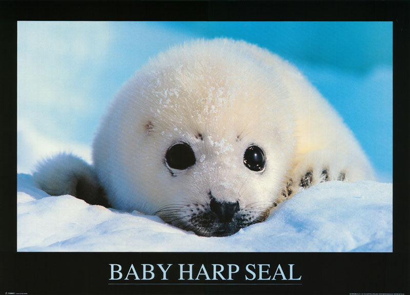 ANIMAL - BABY HARP SEAL - POSTER LW26V