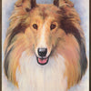 ANIMAL - COLLIE - POSTER LW30F