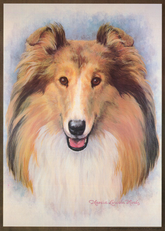 ANIMAL - COLLIE - POSTER LW30F