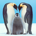 ANIMAL - EMPEROR PENGUINS - POSTER