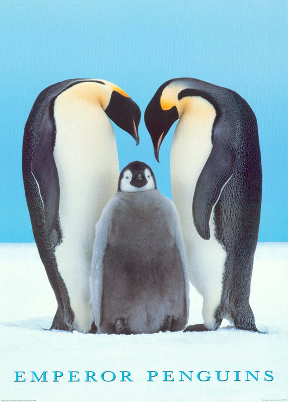 ANIMAL - EMPEROR PENGUINS - POSTER