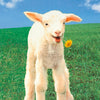 ANIMAL - LAMB & DANDELION - POSTER
