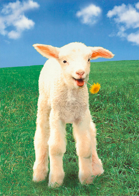 ANIMAL - LAMB & DANDELION - POSTER