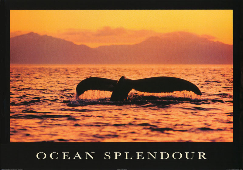 ANIMAL - OCEAN SPLENDOR - PE1120 RW24B – Midwest Posters