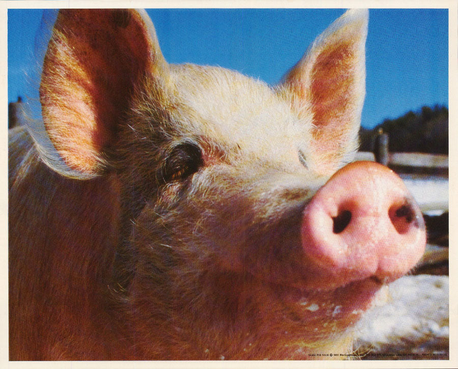 ANIMAL - PIG FACE - POSTER RC8Q