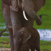 ANIMALS - AFRICAN ELEPHANT - 2229 FW2D