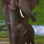 ANIMALS - AFRICAN ELEPHANT - 2229 FW2D