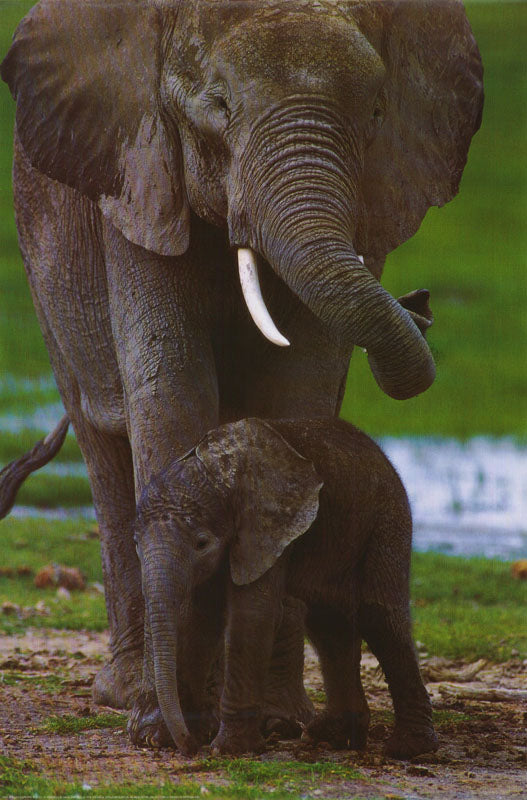 ANIMALS - AFRICAN ELEPHANT - 2229 FW2D