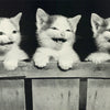 ANIMALS - ALL TOGETHER (3 cats) - POSTER LW28Z