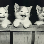 ANIMALS - ALL TOGETHER (3 cats) - POSTER LW28Z
