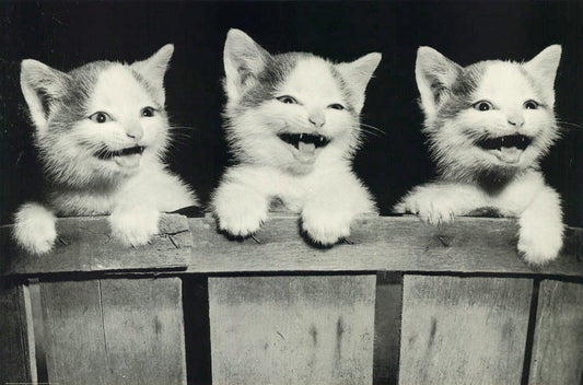 ANIMALS - ALL TOGETHER (3 cats) - POSTER LW28Z