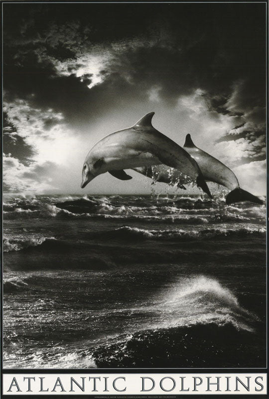 ANIMALS - ATLANTIC DOLPHINS - POSTER RW19K