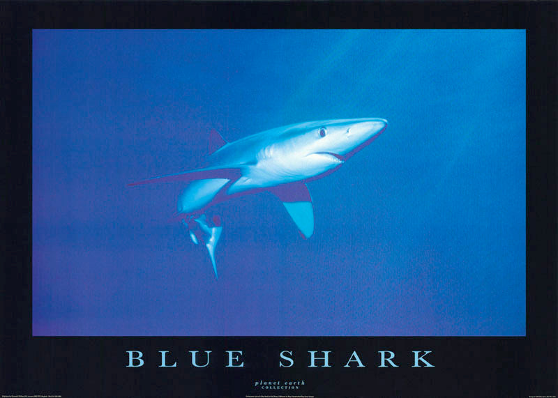 ANIMALS - BLUE SHARK - POSTER LW25U