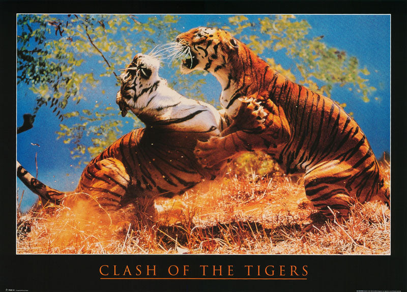 ANIMALS - CLASH of the TIGERS - POSTER LW11M