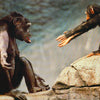 ANIMALS - COME TO MAMA - POSTER LW19-0