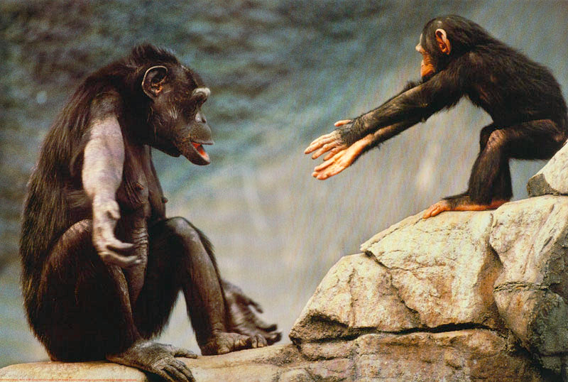 ANIMALS - COME TO MAMA - POSTER LW19-0