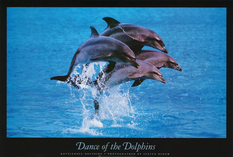 ANIMALS - DANCE of the DOLPHINS - POSTER LW26X