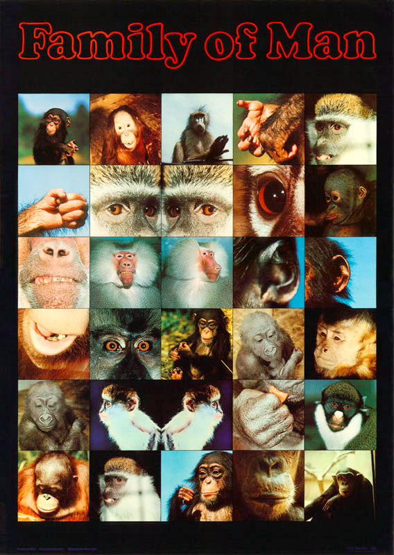 ANIMALS - FAMILY of MAN - POSTER RW4E