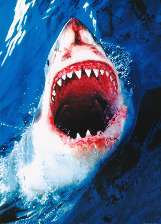 ANIMALS-GREAT WHITE SHARK - POSTER LW11L