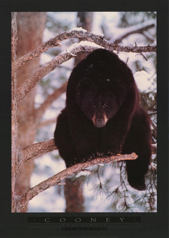 ANIMALS - OUT on a LIMB (bear) - POSTER RW12D
