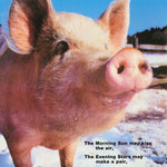 Pig Face Vintage Animal Poster - Style 2