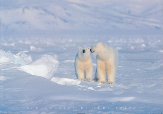 ANIMALS - POLAR BEARS - POSTER FW2D