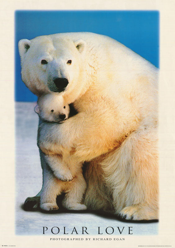 ANIMALS - POLAR LOVE - POSTER RW6-O