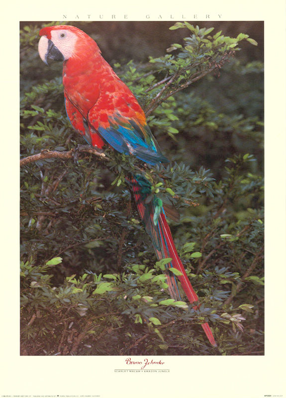 ANIMALS - SCARLET MACAW-AMAZON JUNGLE - POSTER LW29B