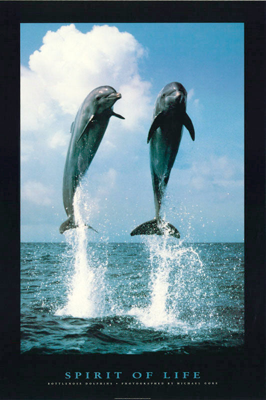 ANIMALS - SPIRIT of LIFE-BOTTLENOSE DOLPHINS - POSTER LW26M