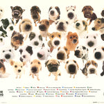 ANIMALS - THE DOG - POSTER LW31L-R