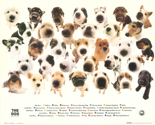 ANIMALS - THE DOG - POSTER LW31L-R