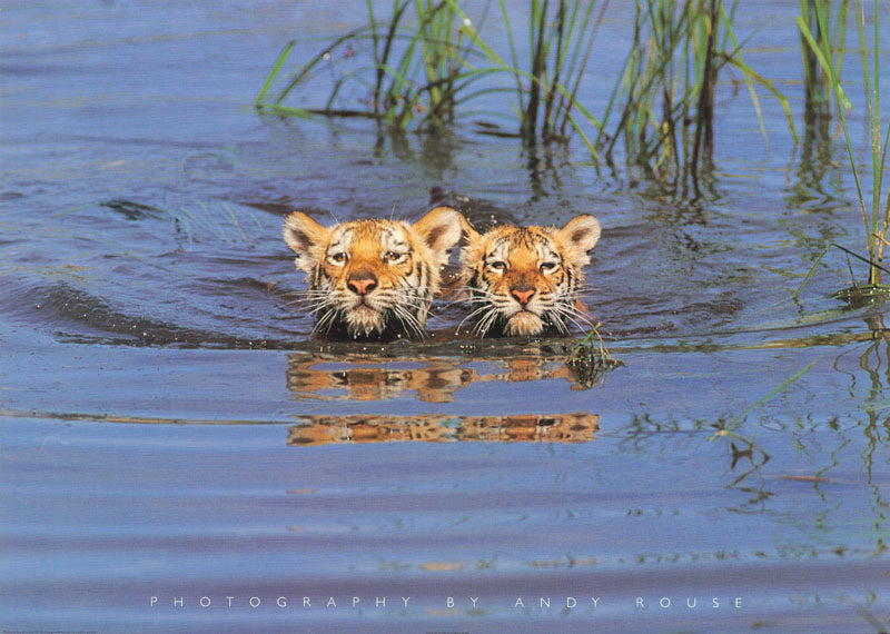 ANIMALS - TIGERS in water - POSTER RW12Y