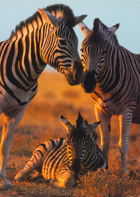 ANIMALS - ZEBRA - POSTER LW10H