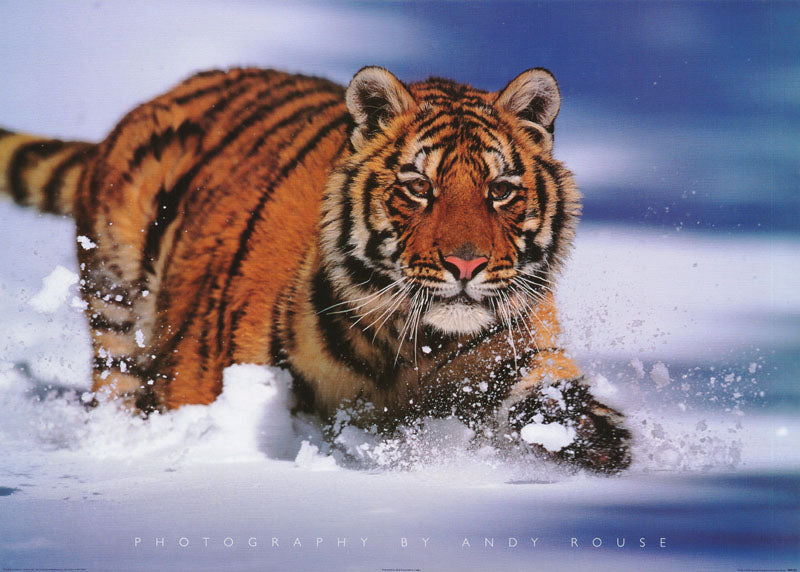 ANIMALS - tiger in snow - POSTER LW11T