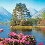 BLUMENSEE - POSTER LW19D