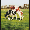 FIELD TESTING of VIAGRA - POSTER RW20A