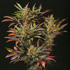 CANNABIS POSTER