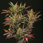 CANNABIS POSTER