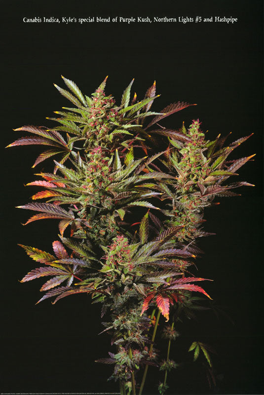 CANNABIS POSTER